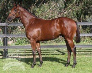 richiesvibe_yearling