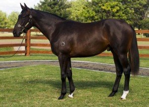 Sun Force_yearling