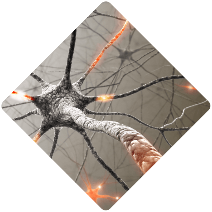 neuron